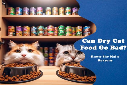 Can Dry Cat Food Go Bad