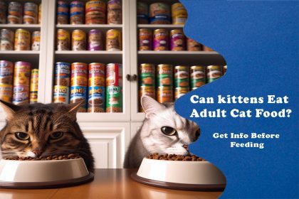 Can kittens Eat Adult Cat Food