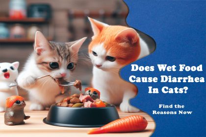 Does Wet Food Cause Diarrhea In Cats