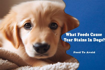 What Foods Cause Tear Stains In Dogs