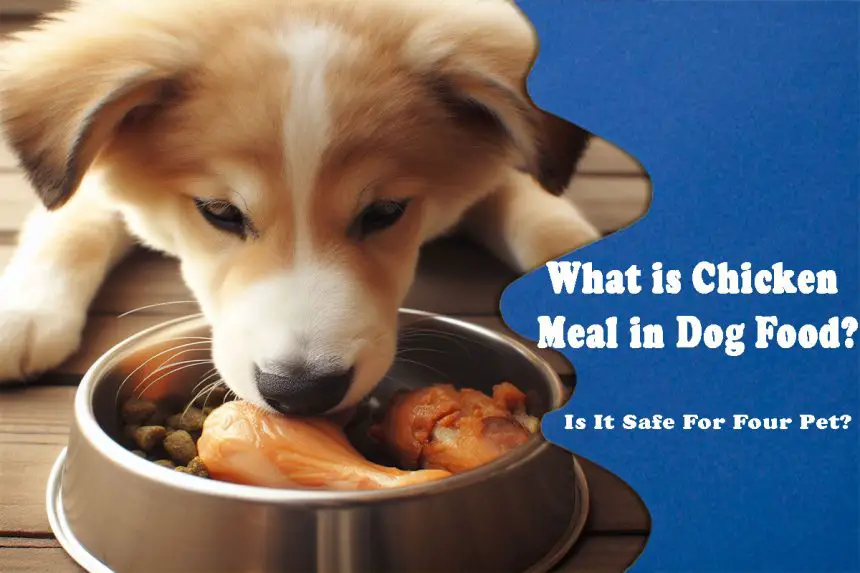 What is Chicken Meal in Dog Food