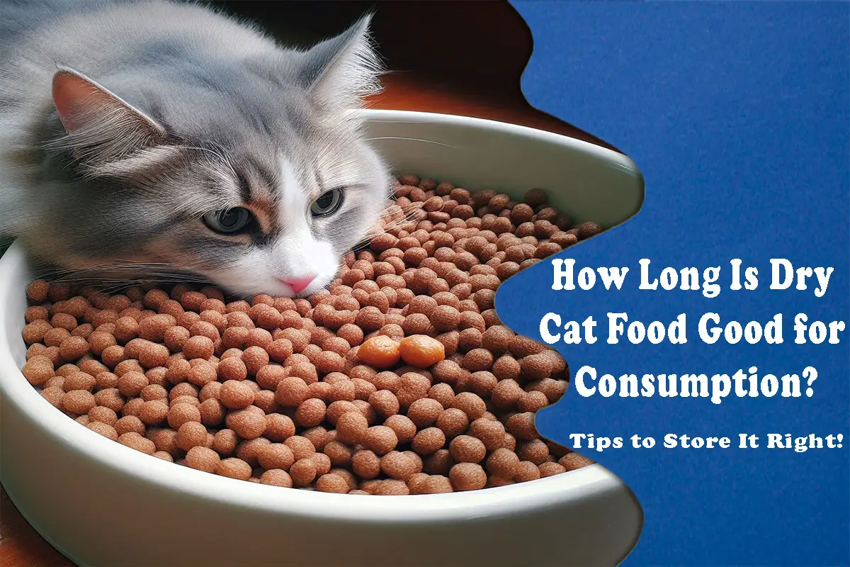 How Long Is Dry Cat Food Good for Consumption