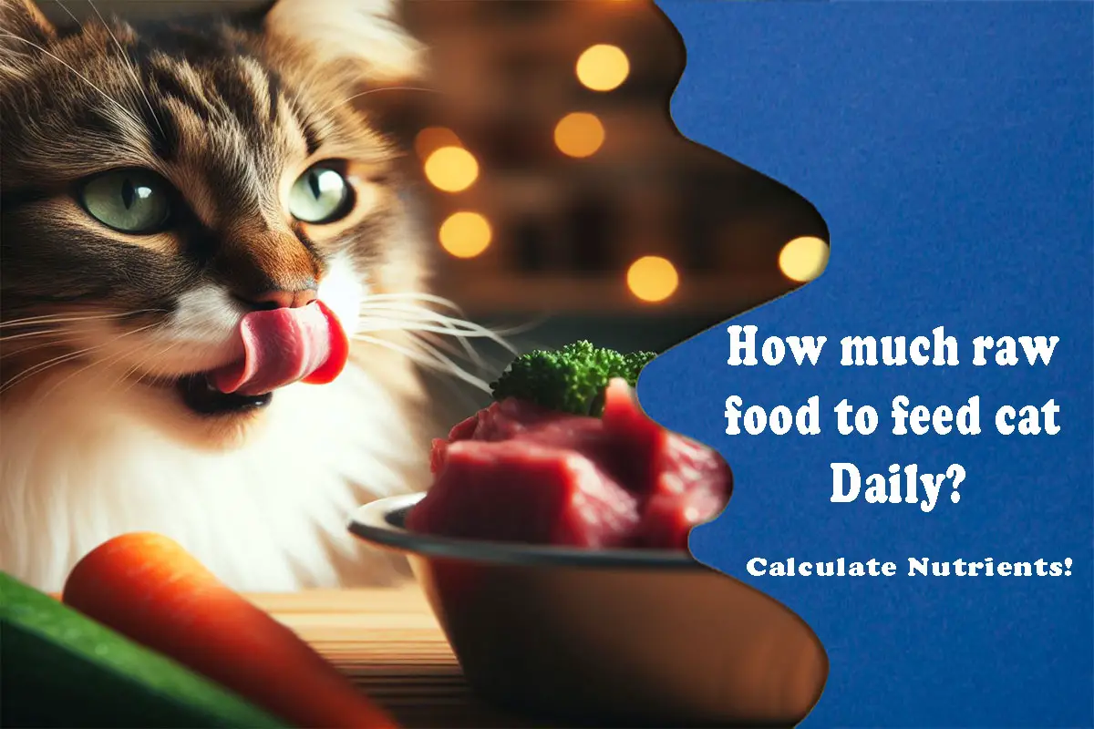 How much raw food to feed cat Daily