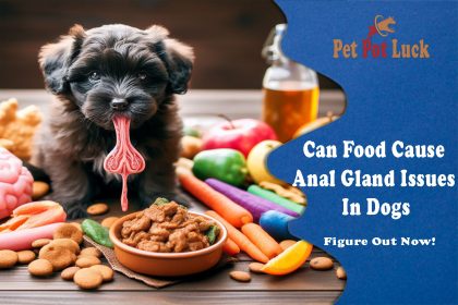 Can Food Cause Anal Gland Issues In Dogs