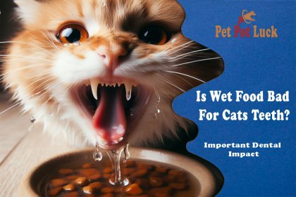 Important Dental Impact: Is Wet Food Bad For Cats Teeth?