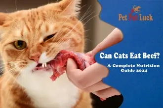 Can Cats Eat Beef?