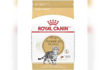 Best Cat Food for British Shorthair