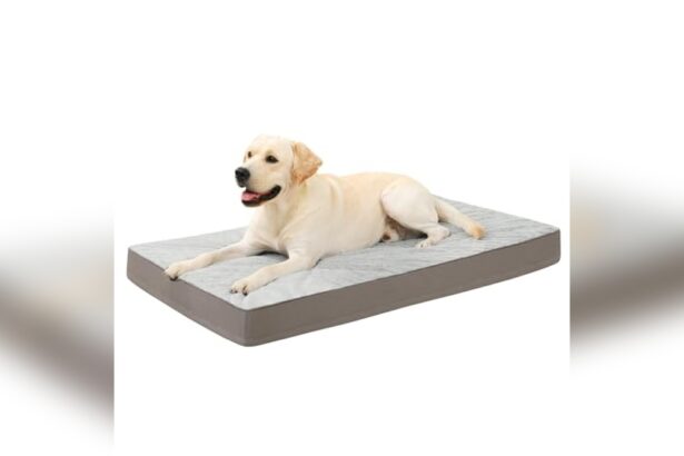Best Cheap Dog Bed for Large Dogs