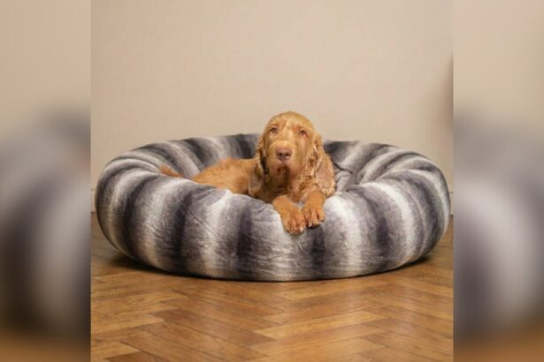 Best Dog Bed for Anxiety Calming Effect