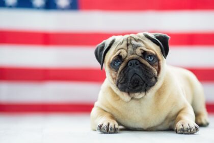Best Dog Calming Supplements for Fireworks