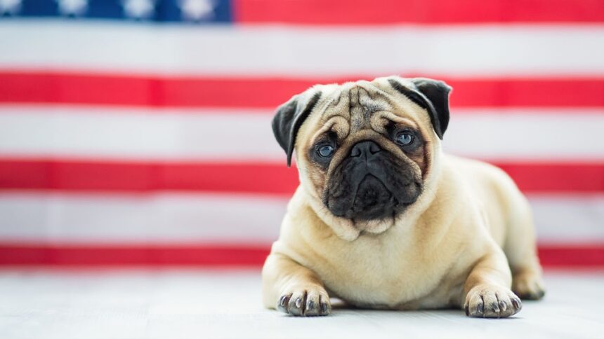 Best Dog Calming Supplements for Fireworks