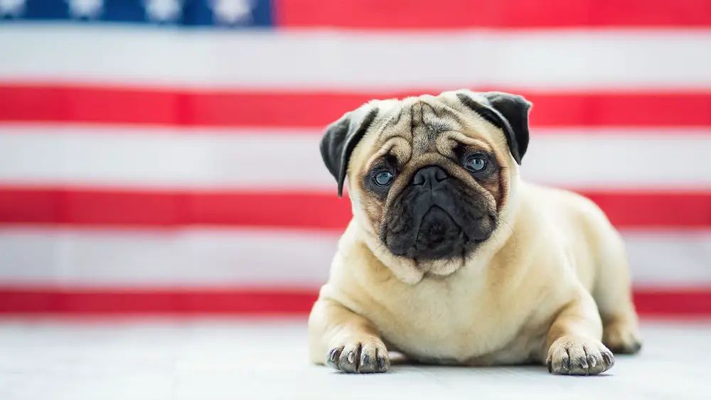Best Dog Calming Supplements for Fireworks