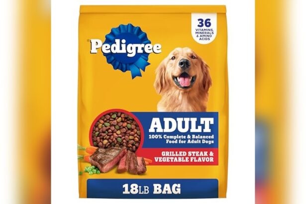 Best Dog Food for Pit Bull