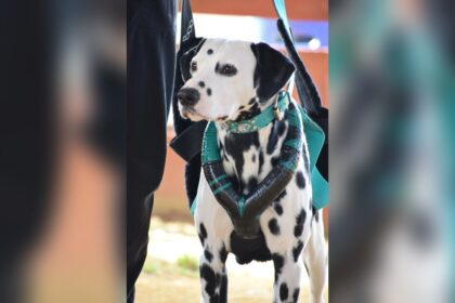 Best Dog Leash for Strong Pullers