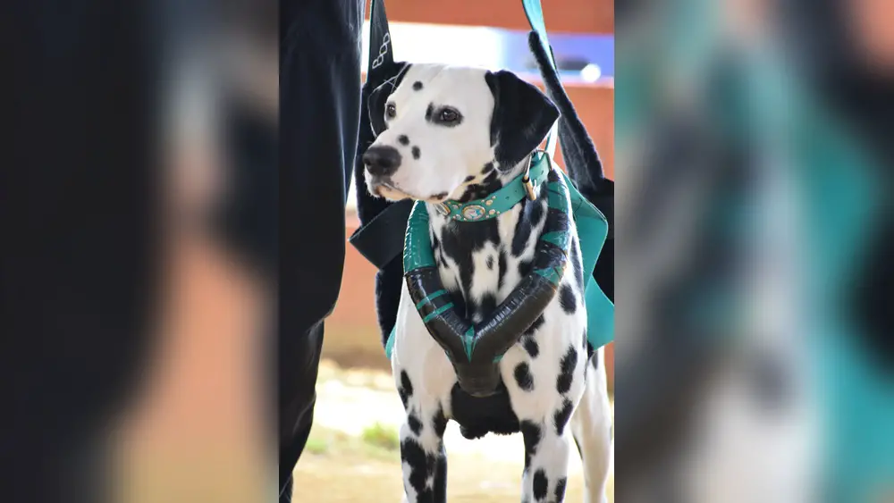 Best Dog Leash for Strong Pullers
