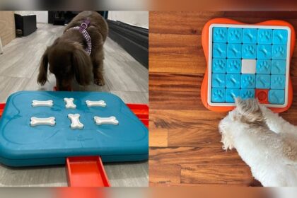 Best Dog Puzzle Toys for Mental Stimulation