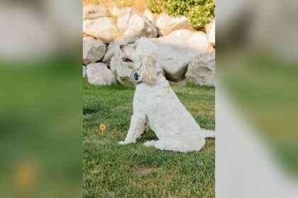 Best Dog Training Tools for Stubborn Dogs