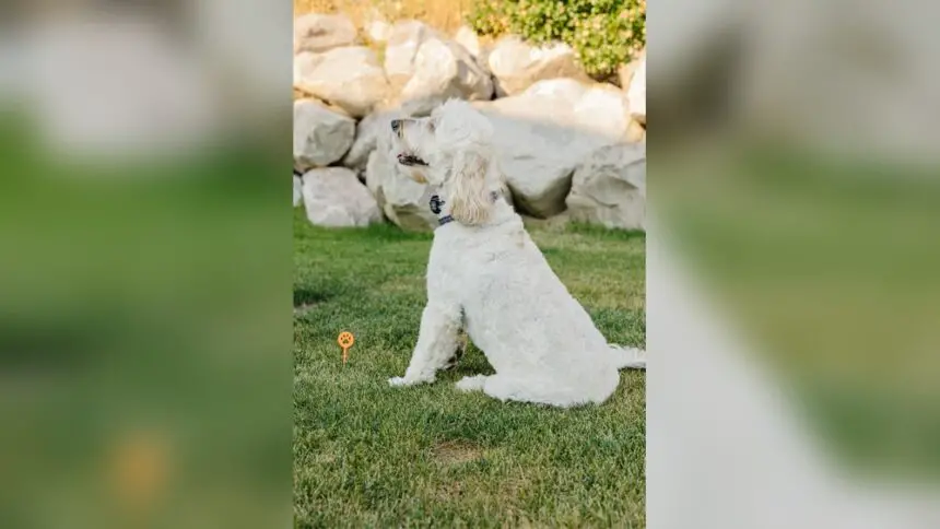 Best Dog Training Tools for Stubborn Dogs