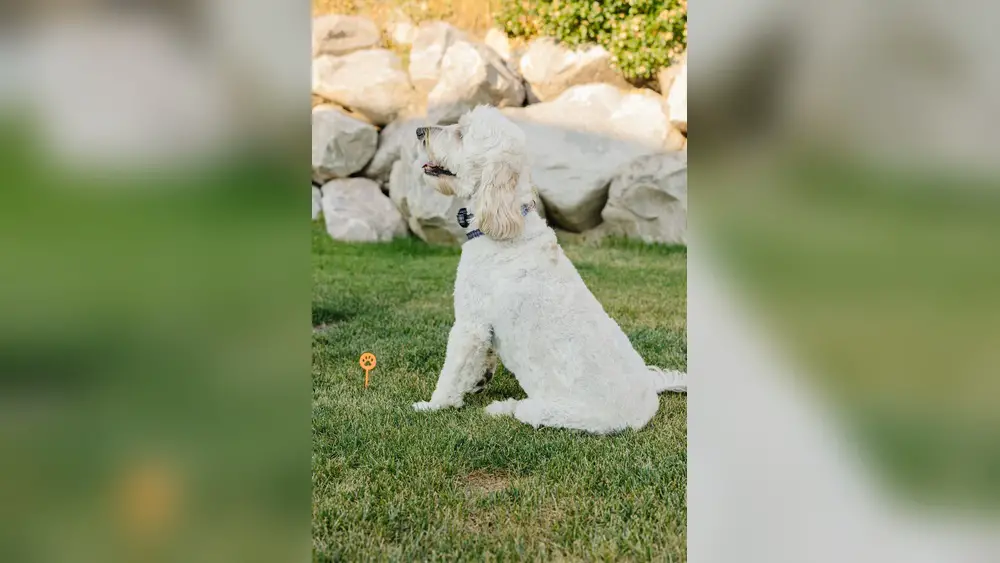 Best Dog Training Tools for Stubborn Dogs