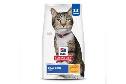 Best Dry Food for Cats With No Teeth