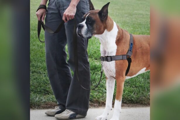 Best No Pull Dog Harness for Big Dogs
