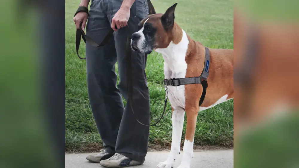 Best No Pull Dog Harness for Big Dogs