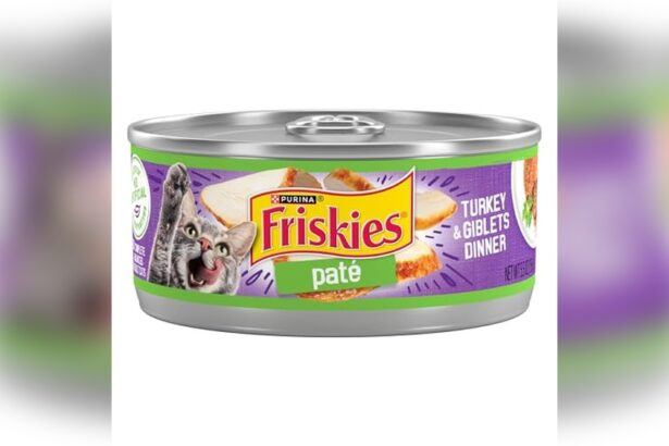 Best Turkey Wet Cat Food for My Pet