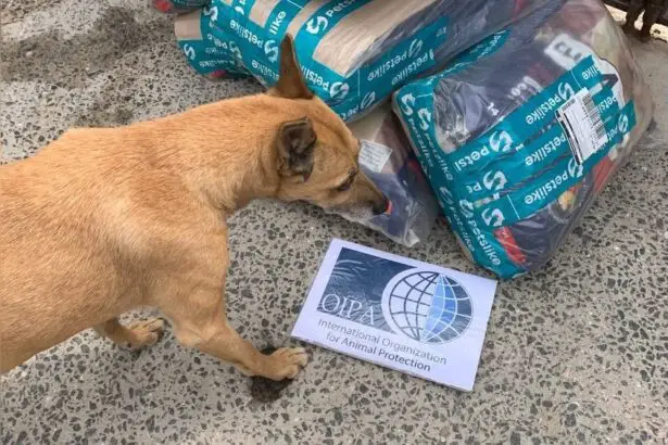 Can Pet Food Be Shipped Internationally by Online Retailers