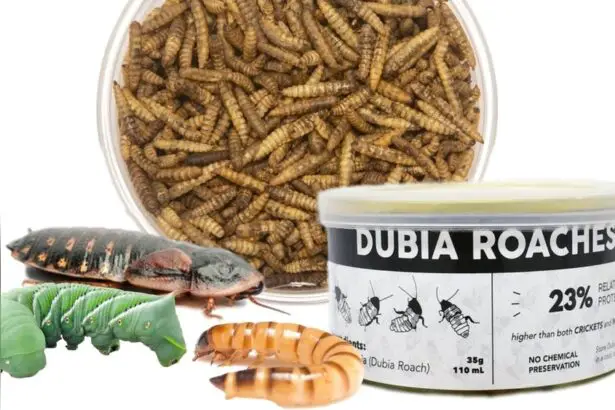 Pros And Cons of Buying Crickets As Pet Food