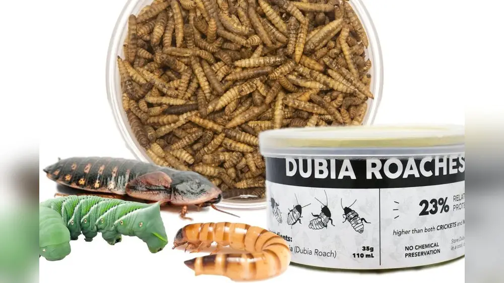 Pros And Cons of Buying Crickets As Pet Food