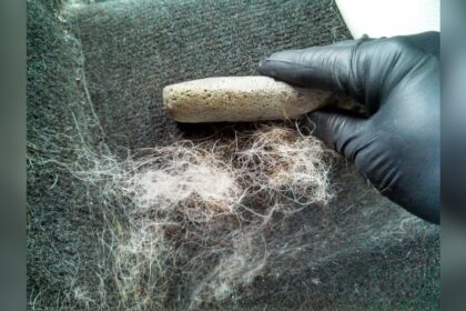 Best Way to Remove Pet Hair from Car