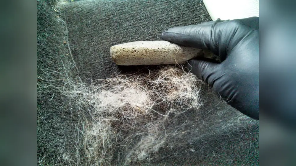 Best Way to Remove Pet Hair from Car