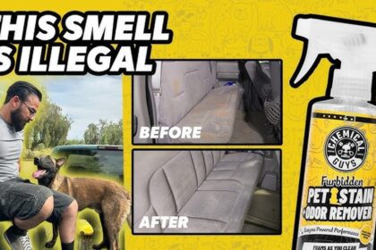 Pet Hair Stain Odor Removal Cleaning Hacks